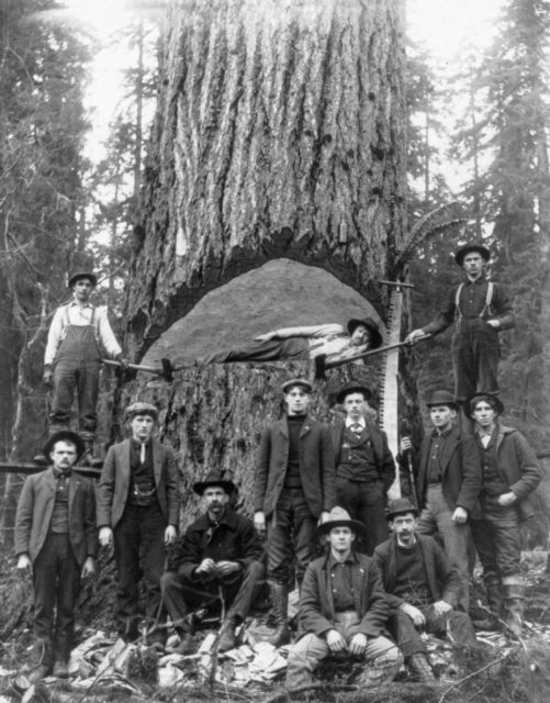 Lumberjacks pose with a 12-foot-wide fir tree.