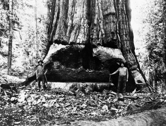 Lumberjacks undercut a giant sequoia tree in California.