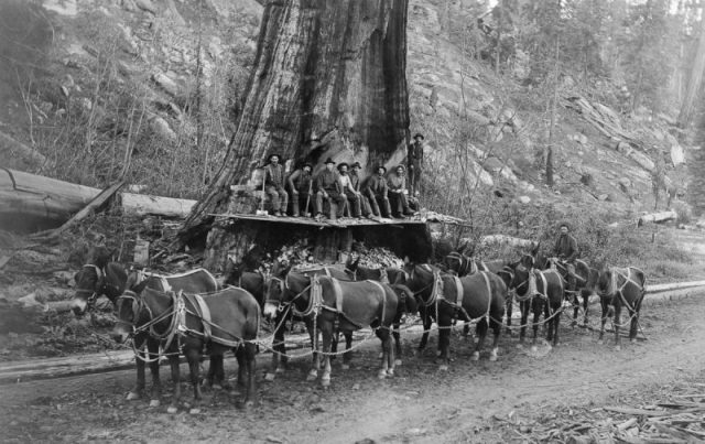 Loggers and a 10-mule team prepare to fell a giant Sequoia tree in California.