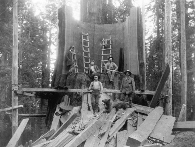 Loggers stand in the trunk of a tree they chopped down at Camp Badger in Tulare County, California. The tree was logged for the World’s Columbian Exposition in Chicago.