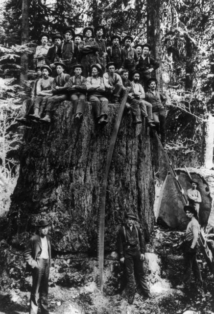 Lumberjacks pose on the stump of a tree which was displayed at the St. Louis World’s Fair.