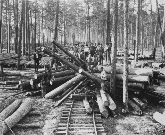 A logging crew stands among cut old growth longleaf pine in Vernon Parish, Louisiana.