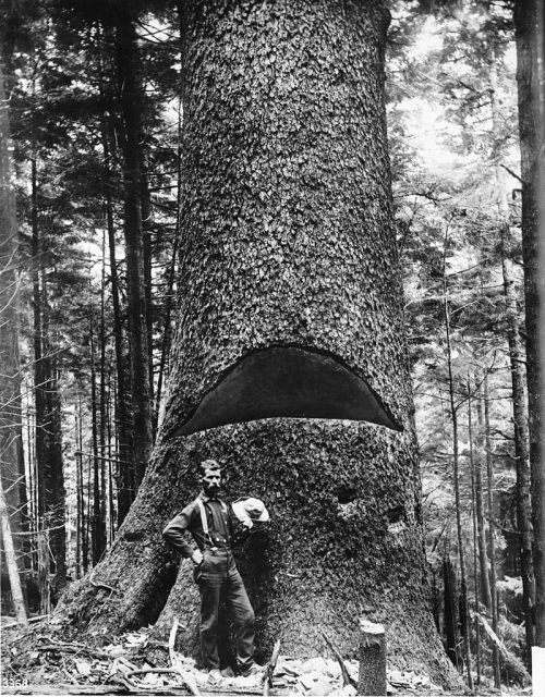 A lumberjack standing at the base of a huge tree showing a cut in the tree, c.1900.