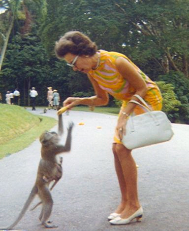 A woman feeding a crab-eating macaque (Macaca fascicularis) at the Singapore Botanic Gardens. CC BY-SA 3.0