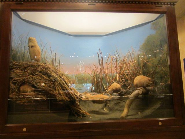 “Muskrat Group”, one of Akeley’s early works for the Milwaukee Public Museum Photo by: Evan Howard CC BY-SA 2.0