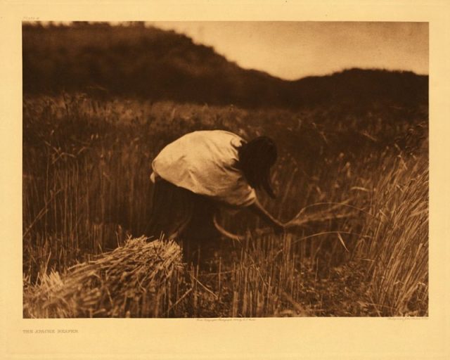 Bringing in the harvest