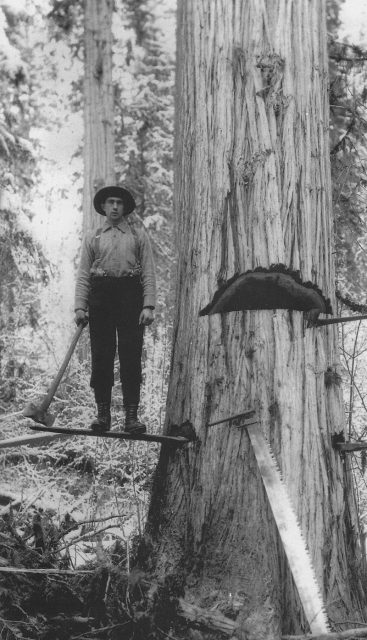 Bob Balmer hand falls a cedar tree twenty miles north of Adams Lake on the Adams River