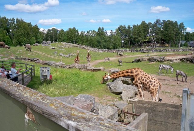 Boras Djurpark Zoo. Photo by Mikael Ejdemyr CC BY-SA 3.0