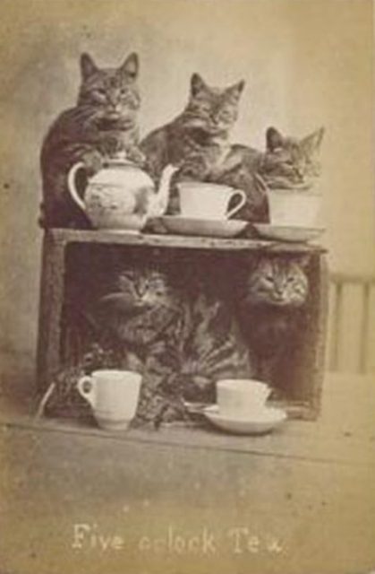 A purrrfect tea party in the kitchen.