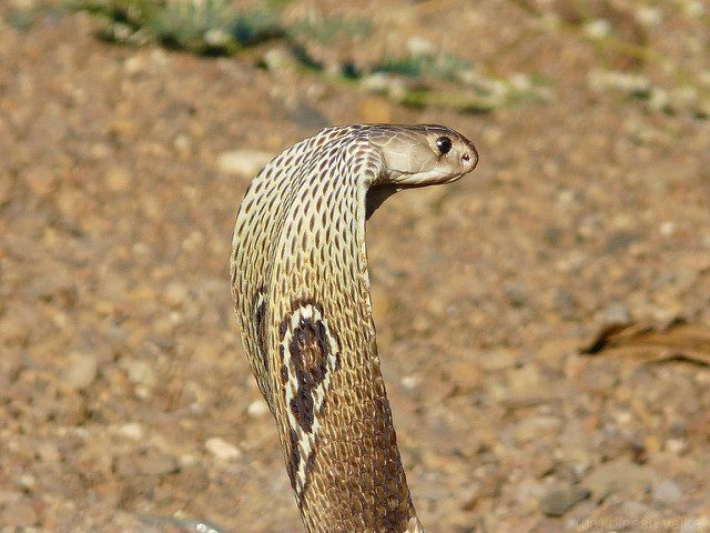 Close up of cobra. Photo by Dinesh Valke CC By 2.0