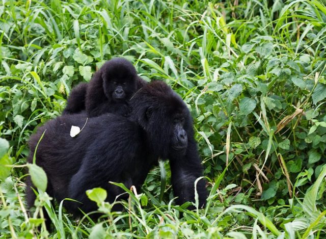 Gorilla mother with cub in Virunga National Park in the Congo. Photo by Cai Tjenek Willink CC BY SA 3.0