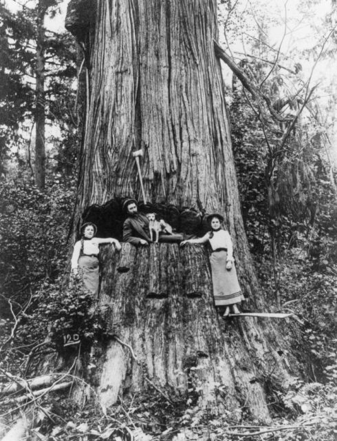 A lumberjack and two women pose in front of a tree.