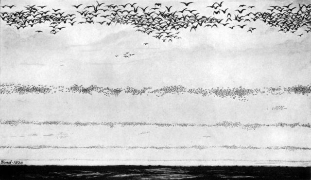 Illustration of migrating flocks, Frank Bond, 1920.
