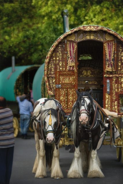 Romani on the move – horses pulling a beautiful Bowtop.