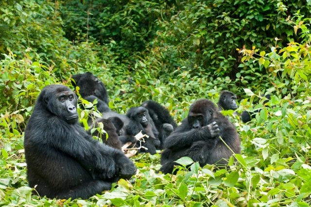 A Family of Eastern Lowland Gorillas (gorilla beringei graueri) relaxing in the forest. The group is lingering around the family leader (“Silverback”).