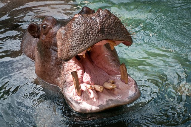 Hippopotamus with mouth open