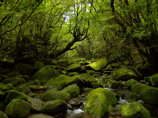 Shiratani Unsuikyo, Yakushima.