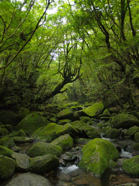 Shiratani Unsuikyo Ravine, Yakushima.