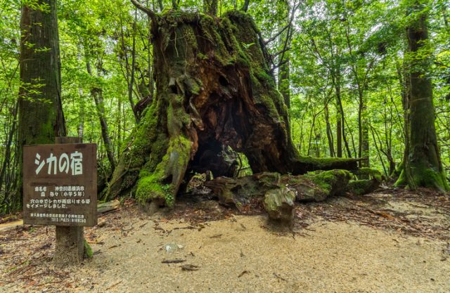 Yakushima Island