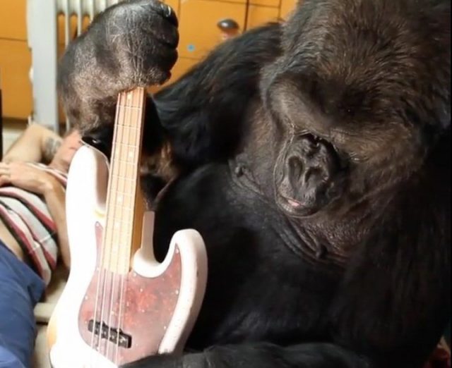 Koko, the sign-language gorilla trained at Stanford University, holding a bass guitar. Photo by FolsomNatural CC By 2.0