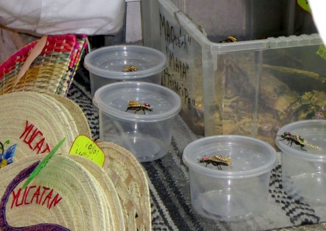 Live bejeweled beetles, offered in a shop in Mérida, Mexico. Photo by BlankeVla CC BY-SA 3.0