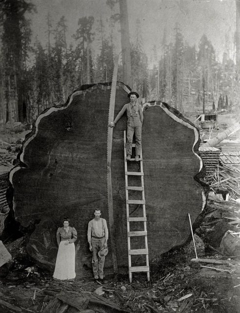 Loggers and the giant Mark Twain redwood cut down in California.