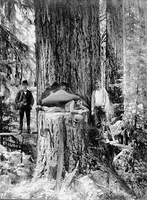 Photos: The Golden Age of Lumberjacks and Giant Redwoods they Battled ...