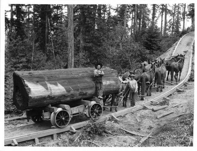 Logging railway with a wagon being pulled by 8 horses, c.1902.