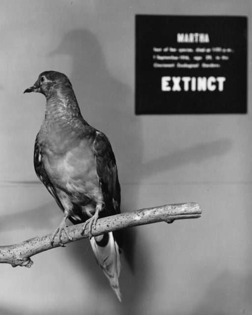 Martha displayed at the Smithsonian Institution, 1956.