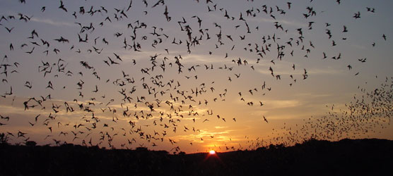 A cloud of Mexican free-tailed bats, emerging from Carlsbad Caverns, Carlsbad Caverns National Park, New Mexico.