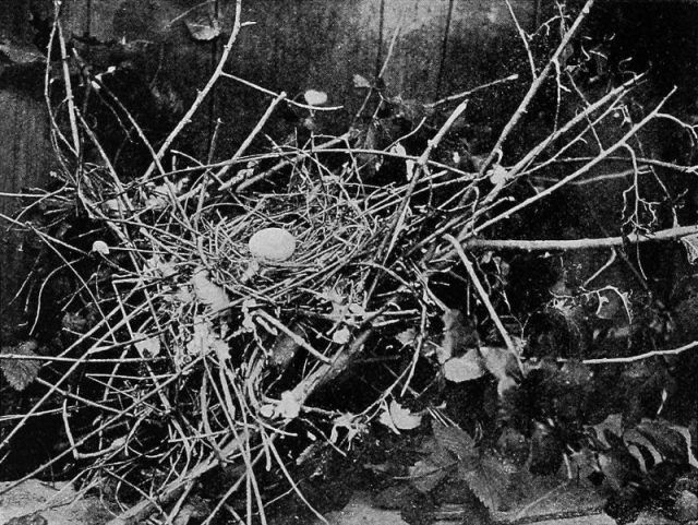 Nest and egg in Whitman’s aviary