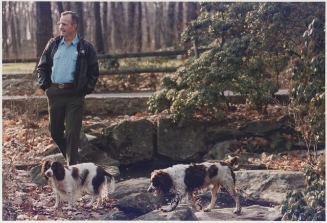 President Bush walks with his dogs, Millie and Ranger.