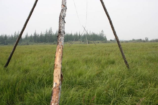 Restored grasslands in Pleistocene Park. Photo by Enryu6473 CC BY-SA 3.0