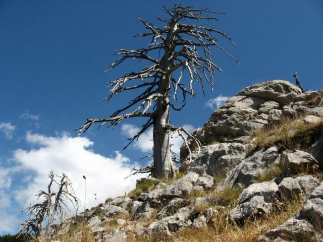 Pinus heldreichii (Serra delle Ciavole). Photo: Potito m. petrone – CC BY-SA 3.0