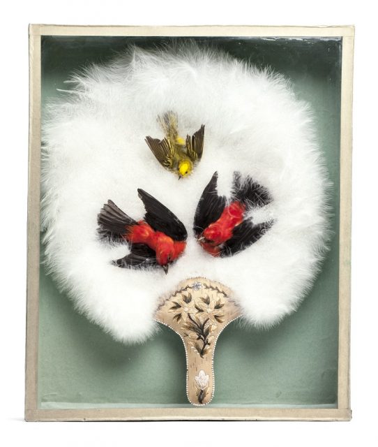 Victorian swan feather fan decorated with three stuffed birds