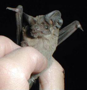 Tadarida brasiliensis, Mexican Free-tailed Bat.