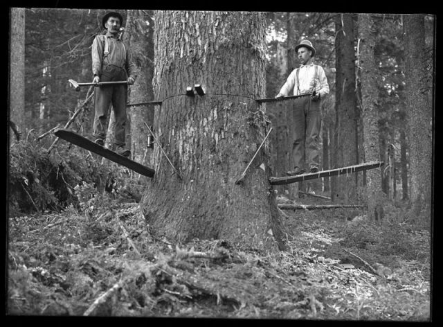 Two men sawing a larch tree, 1910.