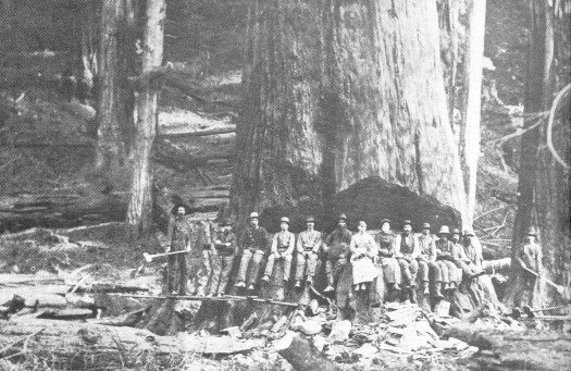 Brawn and axes felled these mighty giant redwoods
