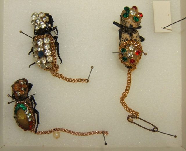 Zopheridae examples of jewelry taken by Shawn Hanrahan at the Texas A&M University Insect Collection in College Station, Texas. Photo by Kugamazog CC BY SA 2.5