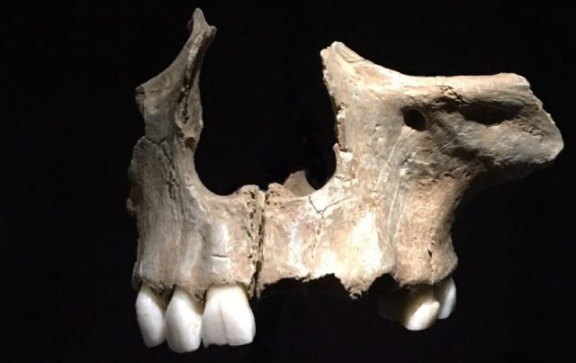 This real maxilla, about 14,700 years from Gough’s Cave (Somerset, England) bears cut marks near the teeth, believed evidence of cannibalism. Natural History Museum, London.