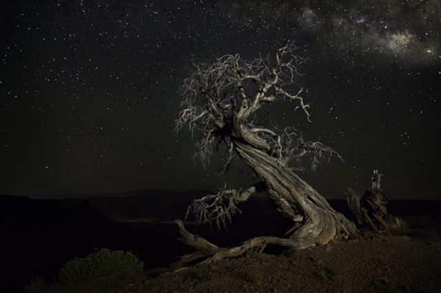 Bellatrix. Photo by Beth Moon Photography