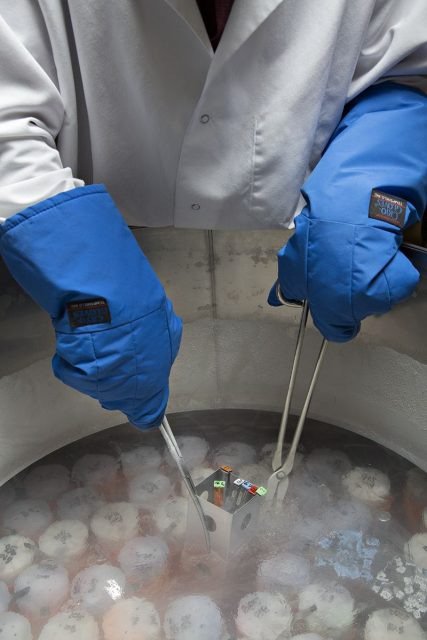 Cryogenically preserved samples being removed from a liquid nitrogen dewer.