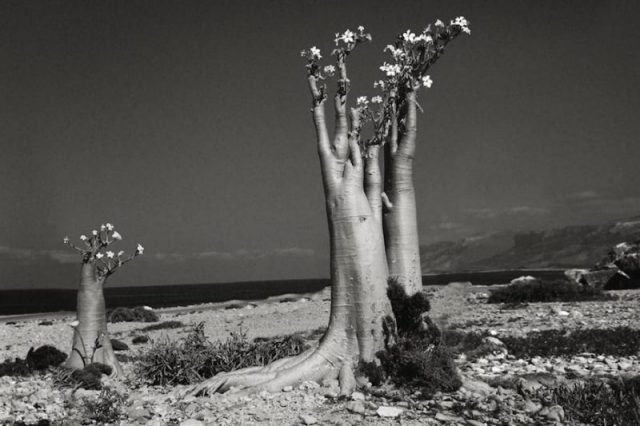 Desert Rose Erher Beaach. Photo by Beth Moon Photography