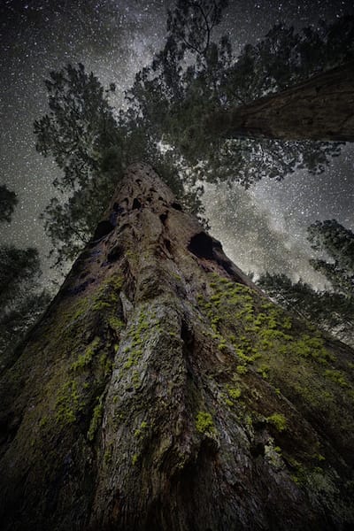 Elanth. Photo by Beth Moon Photography