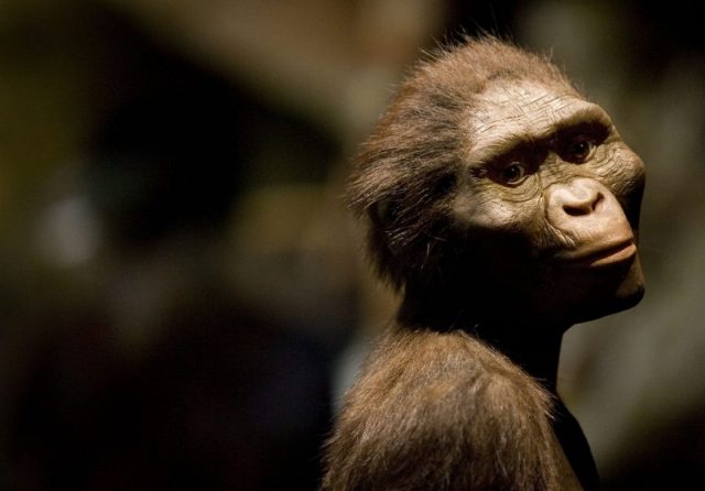 ‘Lucy,’ the most complete example of the species, at the Houston Museum of Natural Science, August 28, 2007, in Houston, Texas. The exhibition is the first for the fossil outside of Ethiopia and has generated criticism among the museum community and others who believe the fossil is too fragile to be moved from it’s home country. (Photo by Dave Einsel/Getty Images)