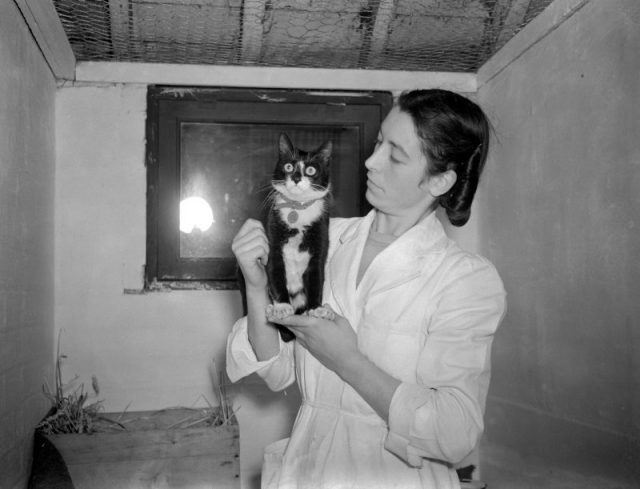 Simon the cat received the Dickin Medal, for catching rats and protecting food supplies during the time the ship was trapped by the Chinese. (Photo by PA Images via Getty Images)