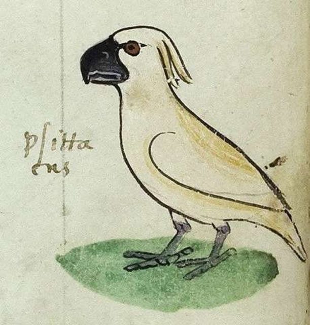 Depiction of a cockatoo in the medieval manuscript, c. 1241. Photo by Biblioteca Apostolica Vaticana