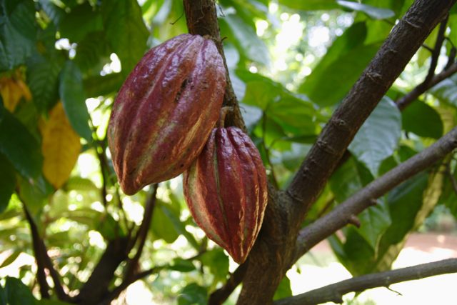 Cocoa plant with fruit.
