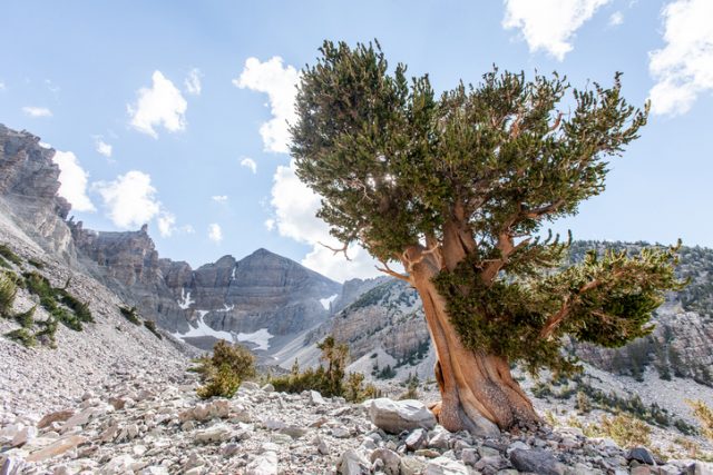A large Bristlecone Pine.