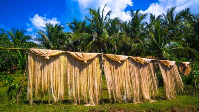 Manila hemp drying on a bamboo pole.